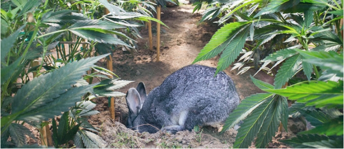 Кролики едят коноплю как открыть историю в тор браузере