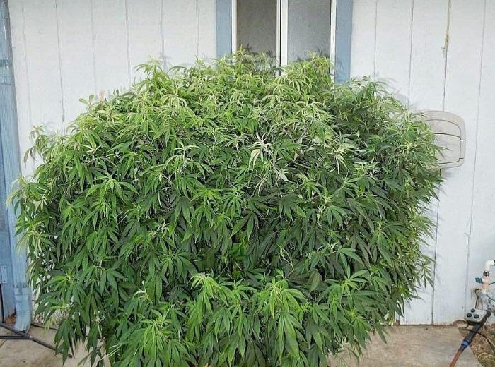 Как вырастить марихуану во дворе какой самый семена конопли