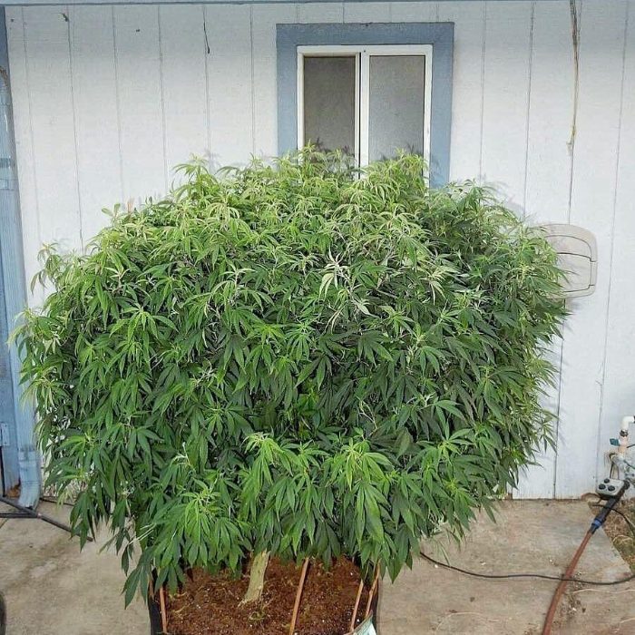 выращивание марихуаны в открытом грунте видео