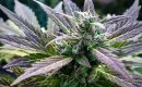 Как вырастить марихуану из семян как отличить мужика от бабы конопли