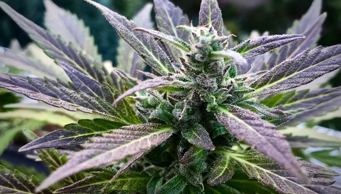 Энциклопедия сортов марихуаны: Blueberry