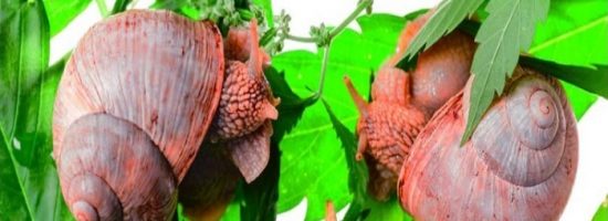 улитки, слизняки, зашита от вредителей, вредители конопли, выращивание марихуаны, проблемы при выращивании, кто-то поедает растение, следы улиток, snails, slugs,