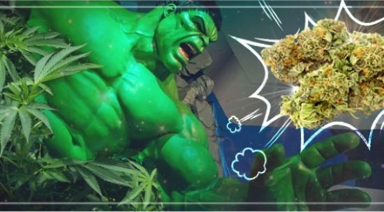 брюс баннер 3, брюс бэннер 3, bruce banner 3, strain rewiev, обзор сорта, обзор штамма, происхождение видов, история сорта,
