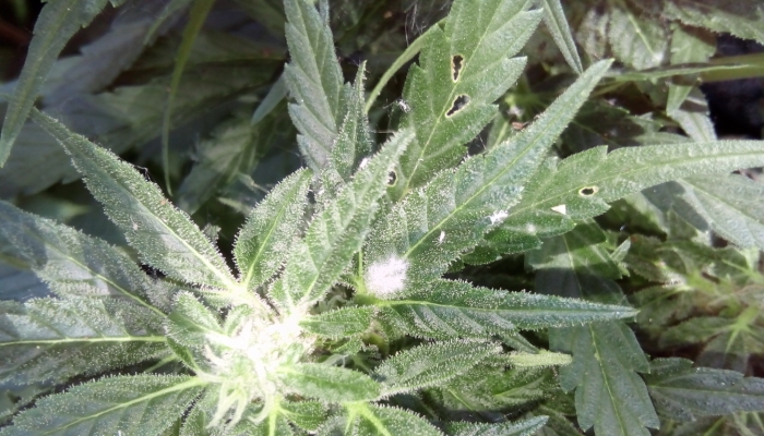 Белый налет на листьях конопли бородач серия про наркотики
