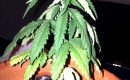 Какие болезни характерны для листьев марихуаны?