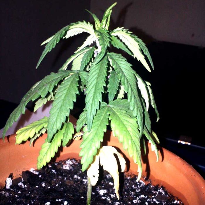 стебли марихуаны