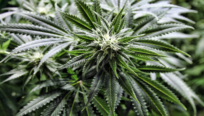 growing weed, выращивание марихуаны, советы в выращивании марихуаны, как правильно выращивать марихуану,