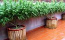 Легкость выращивания марихуаны в открытом грунте