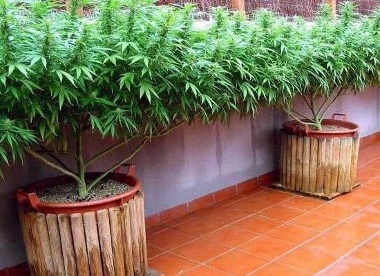 Выращивание марихуаны в открытом грунте, аутдор