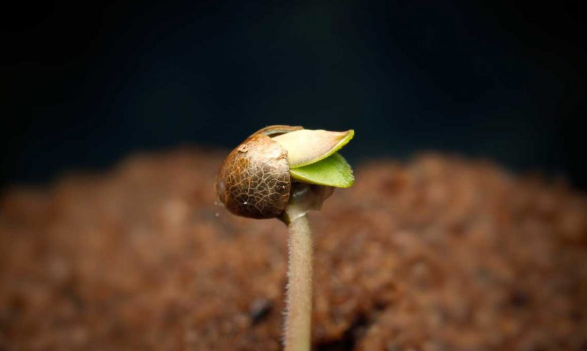 Посеянные весной зерна марихуаны дают осенью обильный урожай. Что важно знать об этом?