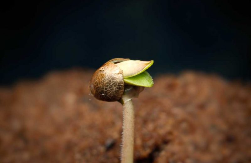 Посеянные весной зерна марихуаны дают осенью обильный урожай. Что важно знать об этом?
