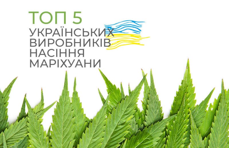 ТОП 5 українських виробників насіння маріхуани