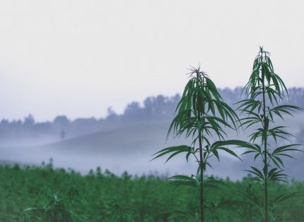 Как выбрать место для выращивания марихуаны в аутдоре