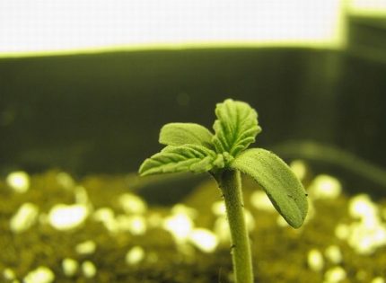 Почему погибли едва проросшие семена конопли?