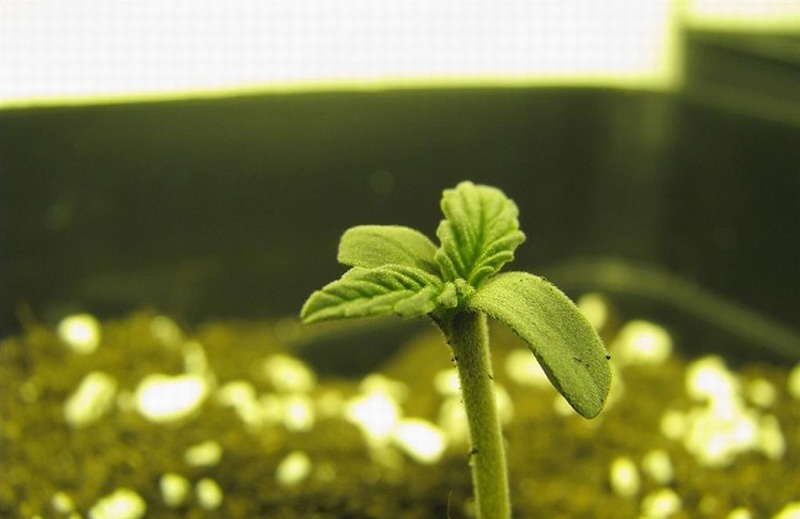 Семена марихуаны проросли терапия марихуаной