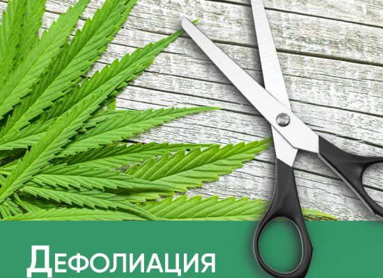 Дефолиация марихуаны