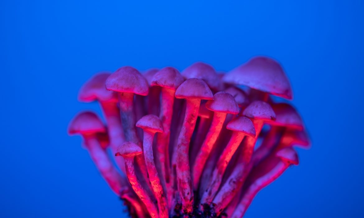 Помогли ли галлюциногенные грибы, эволюции человека?