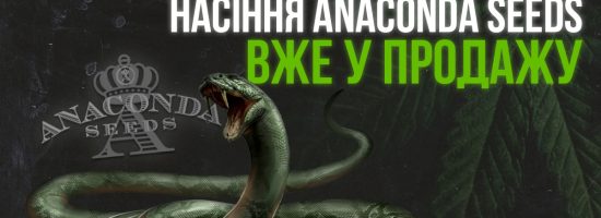 Пополнение семян Anaconda Seeds