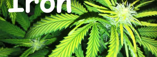 Дефицит и избыток железа в растениях каннабиса