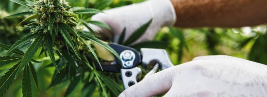 почему важно не спешить со сбором урожая каннабиса
