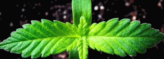 Пересадка ростков каннабиса: основные моменты