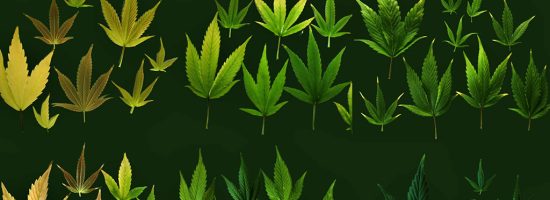 Удобрения и питательные вещества для выращивания каннабиса