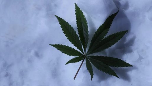 a cannabis leaf in the snow