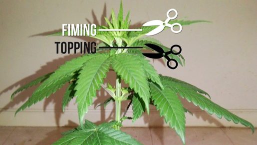 toping-cannabis