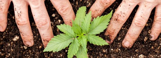 kak-podgotavlivayut-lynky-dlya-peresadki