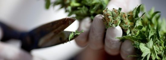 Руководство по обрезке каннабиса для начинающих