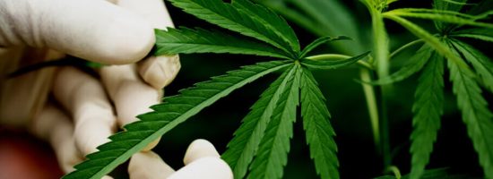 куст-марихуаны