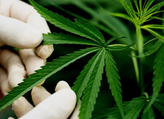 куст-марихуаны