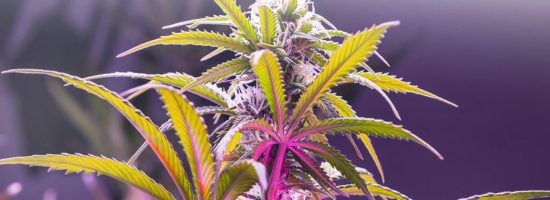 куст-ганжи-при-освещении