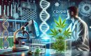 Технология CRISPR и каннабис: можно ли модифицировать гены для суперурожая?
