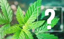 Что делать, если каннабис не цветет: причины и решения