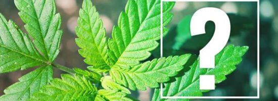 почему не цветет марихуана