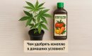 Чем удобрять коноплю в домашних условиях?