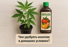удобрения конопли для домашнего ухода