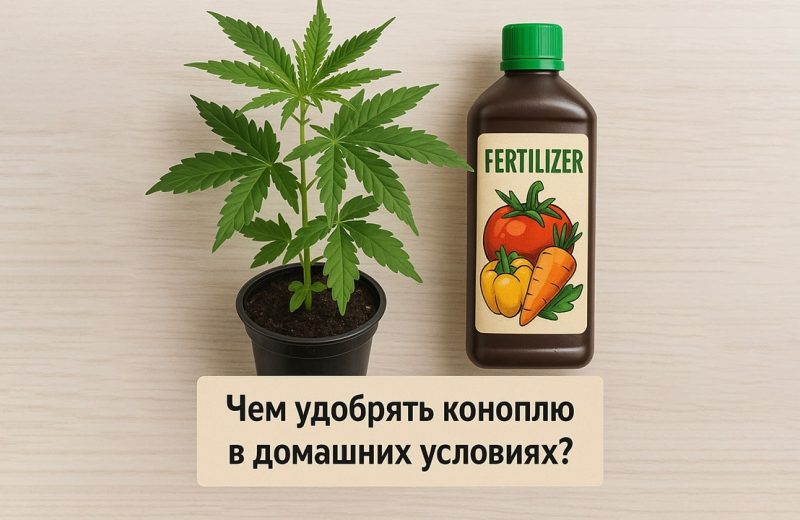Чем удобрять коноплю в домашних условиях?