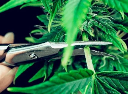 Что будет, если не обрезать каннабис вовсе?