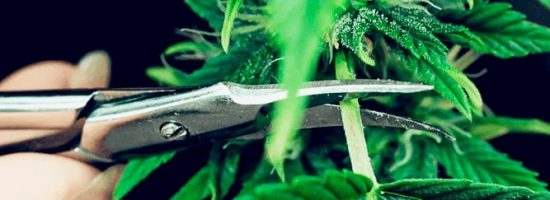 обрезка конопли