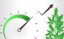 Как ускорить рост и цветение кустов каннабиса