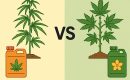 Как выбирать удобрения для сативы и индики: есть ли разница?