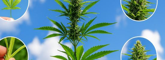 основыне признаки здорового куста каннабиса