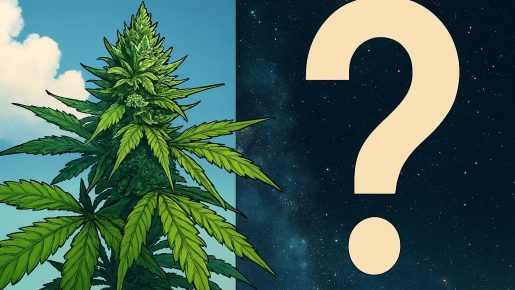 идеальный сорт ганжи