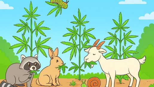 животные и марихуана