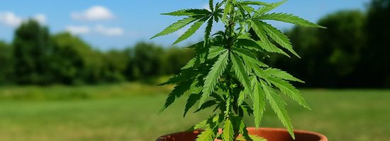 конопля в горшке