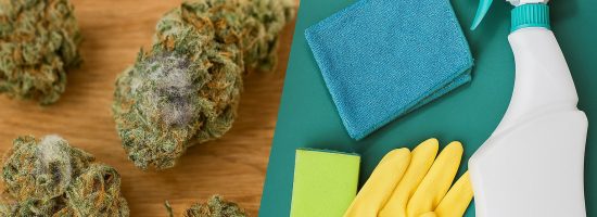 плесень на шишках ганжи