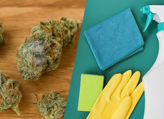 плесень на шишках ганжи