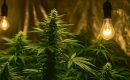 Можно ли вырастить хороший урожай под обычными лампами